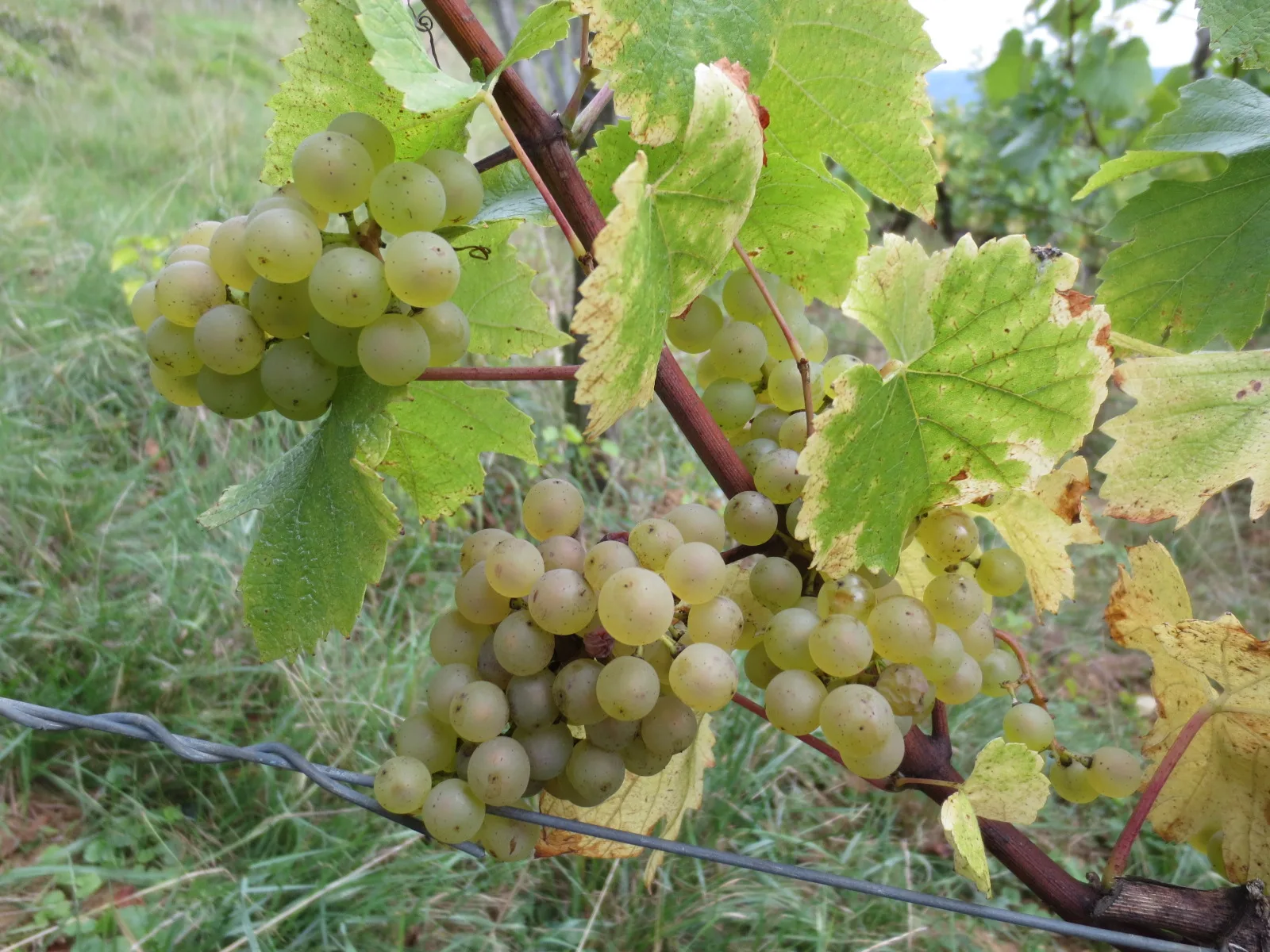 L'Étoile et la région de Lons-le-Saunier
