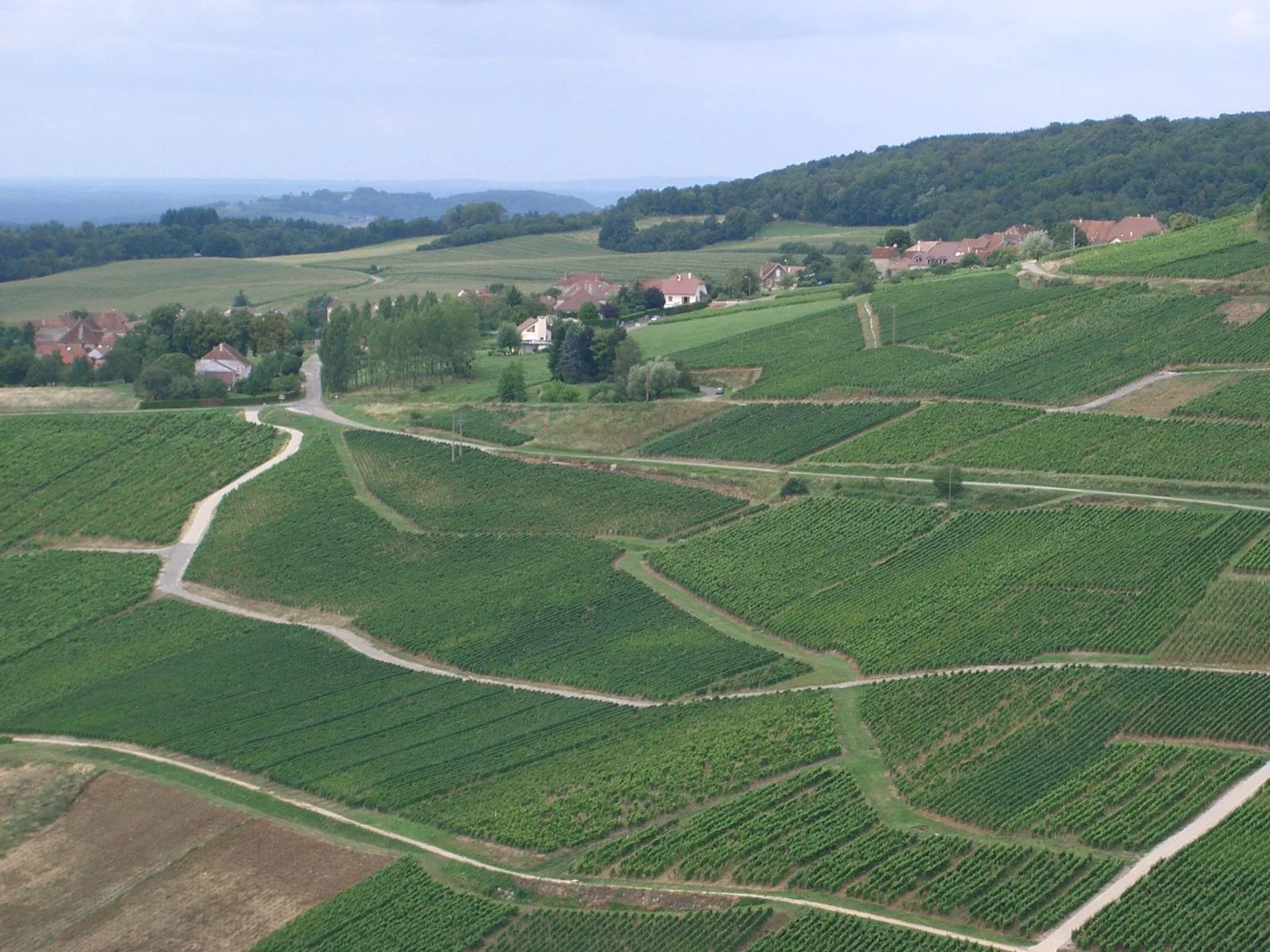 Vignoble de Ménétru-le-Vignoble vu depuis Château-Chalon, dans le Jura