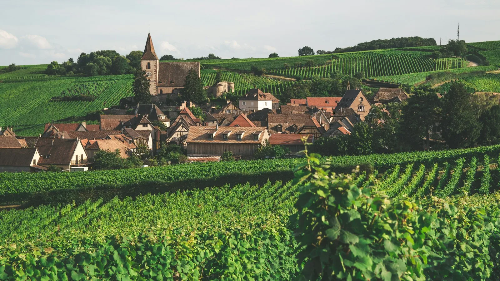 Le vignoble d'Arbois et le vin jaune